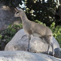 321-2270 San Diego Zoo - Klipspringer